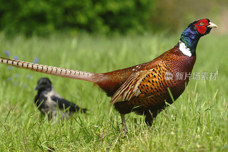 雄性野鸡（Phasianus colchicus）